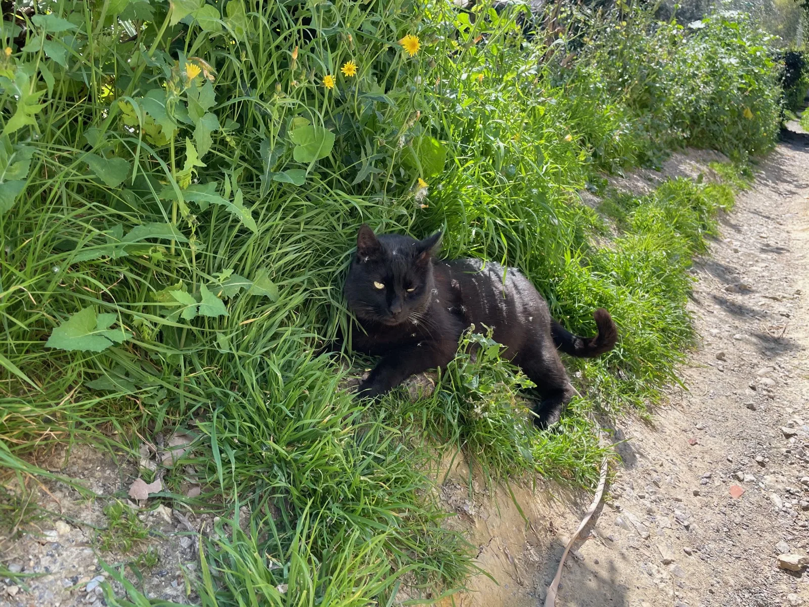 Le chat